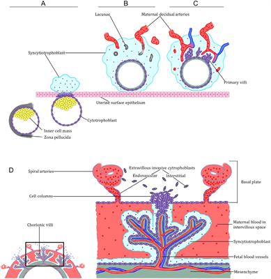 Decoding the molecular pathways governing trophoblast migration and placental development; a literature review